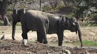 Wild Animals looking for water to drink #animals #animallife #elephant #travel #foryou #wildlife 🩷🐘