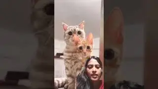 Animals talent#funny #shorts #comedy #reaction video 🐈🐭