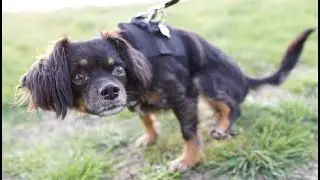 Lynxy's adventure - Curry Rivel #walk #walking #nature #dog
