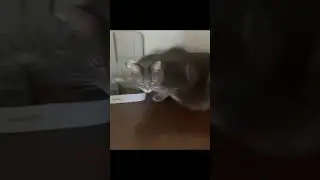 He chonk