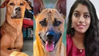 kombai dogs in tamil@sathyaamazeefacts kombai dog facts