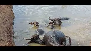 buffalo swim in the pond