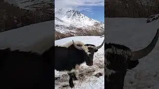 A beautiful and attractive colour of Gilgiti yak#gilgitbaltistan#yak#snow#nature#viralshort#travel#