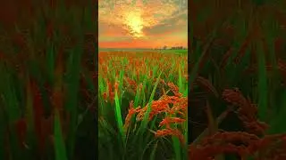 #wildandbeautiful #documentary #nature #beautifulwildlife