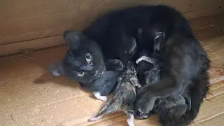 Ms Chicken and her five brand new kittens! Welcome to the family!