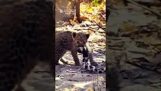 Cute Little Leopard Cub - The Love Bond Of A Female Leopard And A Cub (Funny and Cute Animal Cubs)