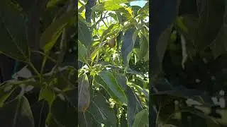 STEWART AVOCADO TREE PRUNING FAVORING GEM & LAMB HASS GRAFTS WITH FRUITSET