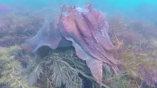 Cuttlefish at Mushroom Reef Marine Sanctuary