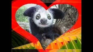 Treetop Traveler: The Aye-aye's Arboreal Lifestyle