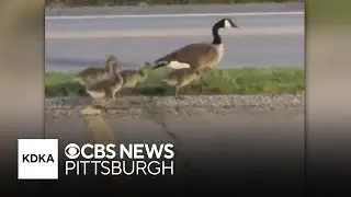 Pennsylvania community outraged after family of geese ran over by driver