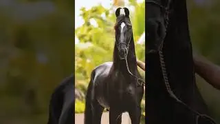 Stallion Paramveer #marwarihorse #marwaristallion #marwarihorsestatus