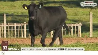 LOTE 03 - F&Ecirc;MEA ANGUS T.SP686