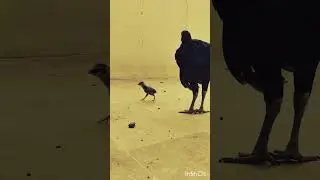 Aggressive Hen acts like a Rooster | Hen seduction dance | Chicken wings crazy dance #shorts #viral