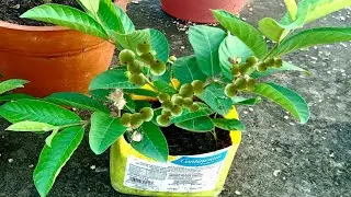 Why do guava plants not give fruits and flowers? Guava plant care tips 