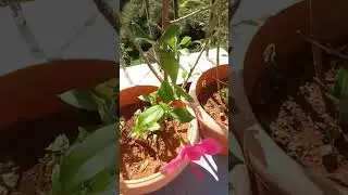 #1k #nature #ytshorts #viral #monsoon #bees #butterflies #flowers #rainydays #fff #ytshorts #1m #ff