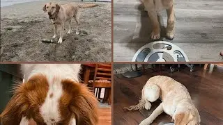 Adorable Dogs Playing Indoors with Their Owner 🐶❤️ | Fun Time at Home