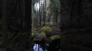 Mossy forest #newzealand #goblincore #natureshorts #travel #aestheticvideo #darknature