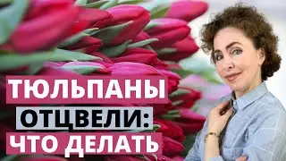 Луковицы ТЮЛЬПАНОВ после цветения. Тюльпаны выращивание. Посадка Тюльпанов.