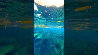 Florida's best kayaking spot🚣&zwj;♂️ #silversprings #visitflorida #underwater #4kvideo #followformore