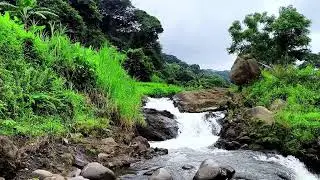 🌧️ Rain & River Sounds for Deep Sleep | Calm Nature Ambience | QALMEVA LIVE 24/7
