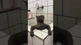 Hide-and-Seek Cats, Bath Time Fails & Mirror Drama