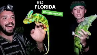Catching Invasive Veiled Chameleons and Iguanas In Florida!
