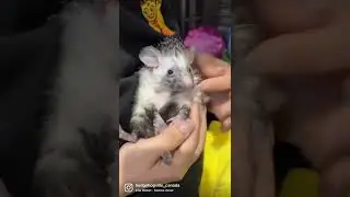 Baby Desert Hedgehog loves cuddling