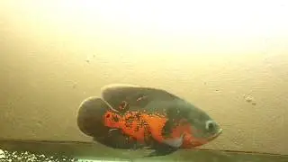 TRATAMENTO DE BACTÉRIAS NO AQUÁRIO E TUBERCULOSE EM GUPPIES/GUPPYS/LEBISTES - Tira Dúvidas da Galera