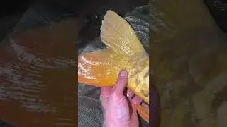 Fully scaled linear! 🎣 #carpfishinguk #fishing #fishingislife #carpangler #fyp #youtube #fIshingvid