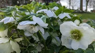 Gardening jobs for March! Seed propagation and garden sustainability