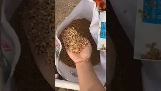peanut shelling machine can #peanutshellingmachine #newpeanutshellingmachine #shorts #shortsfeed