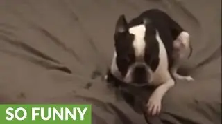 Boston Terrier's high-speed zoomies on the bed