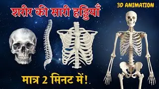 Want to Know the Secrets of the Human Skeletal System in Just 3 Minutes