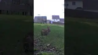 Bunny Rotating Ears