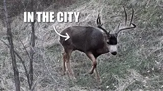 I Put Up a Trail Cam Within City Limits: Utah Wildlife Compilation