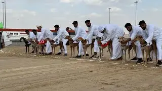 All Videos Saluki Championship Race