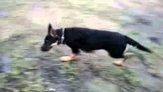 Это наш пёс  Вулк