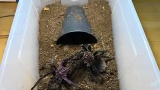 Xenesthis sp. 