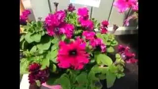 2014 Spring Trials: Floranova New Varieties