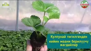 Агрономдон кеңеш🍓