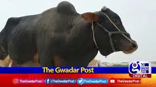Cattle Market Gwadat | Report Sohail Mehmood | The Gwadar Post