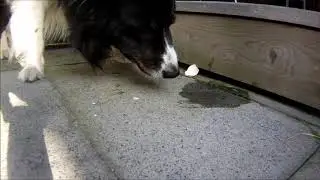 Dog Eating Raw Egg