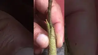 EASY Grafting for Durian Tree EP019 #graftingtechniques#graft #plantgrafting #satisfying
