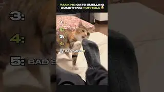 Ranking Funniest Cats Smelling Something Horrible 😂