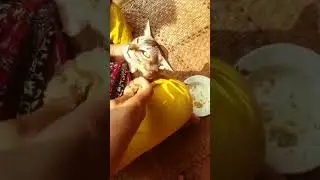 cat flu #shorts #short #funnycats #catlover