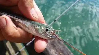 NZ Wharf Fishing for Piper/Garfish & Snapper (Float Fishing)