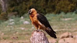Birding in Spain: Bearded Vulture - Gypaete