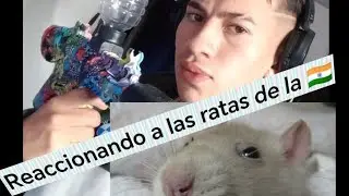 🇨🇴COLOMBIANO REACCIONA AL TEMPLO DE LAS RATAS DE LA 🇮🇳 🐀.... 