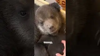 The Cutest Belly Rub Reaction Ever. Bear Cub Bliss. #shorts