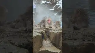 monkey bathing in warm spring water #shorts